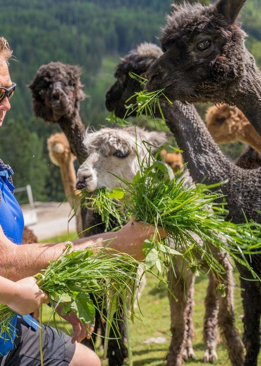 Von Almabtrieb bis Schneeschuhwandern: der Lungau Von Almabtrieb bis Schneeschuhwandern: der Lungau