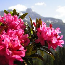 Von Almabtrieb bis Schneeschuhwandern: der Lungau Von Almabtrieb bis Schneeschuhwandern: der Lungau
